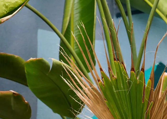 Penzion Tenerife Experience 2*